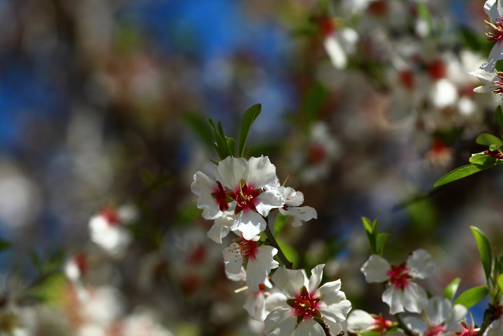 a close up of some white flowers on a tree