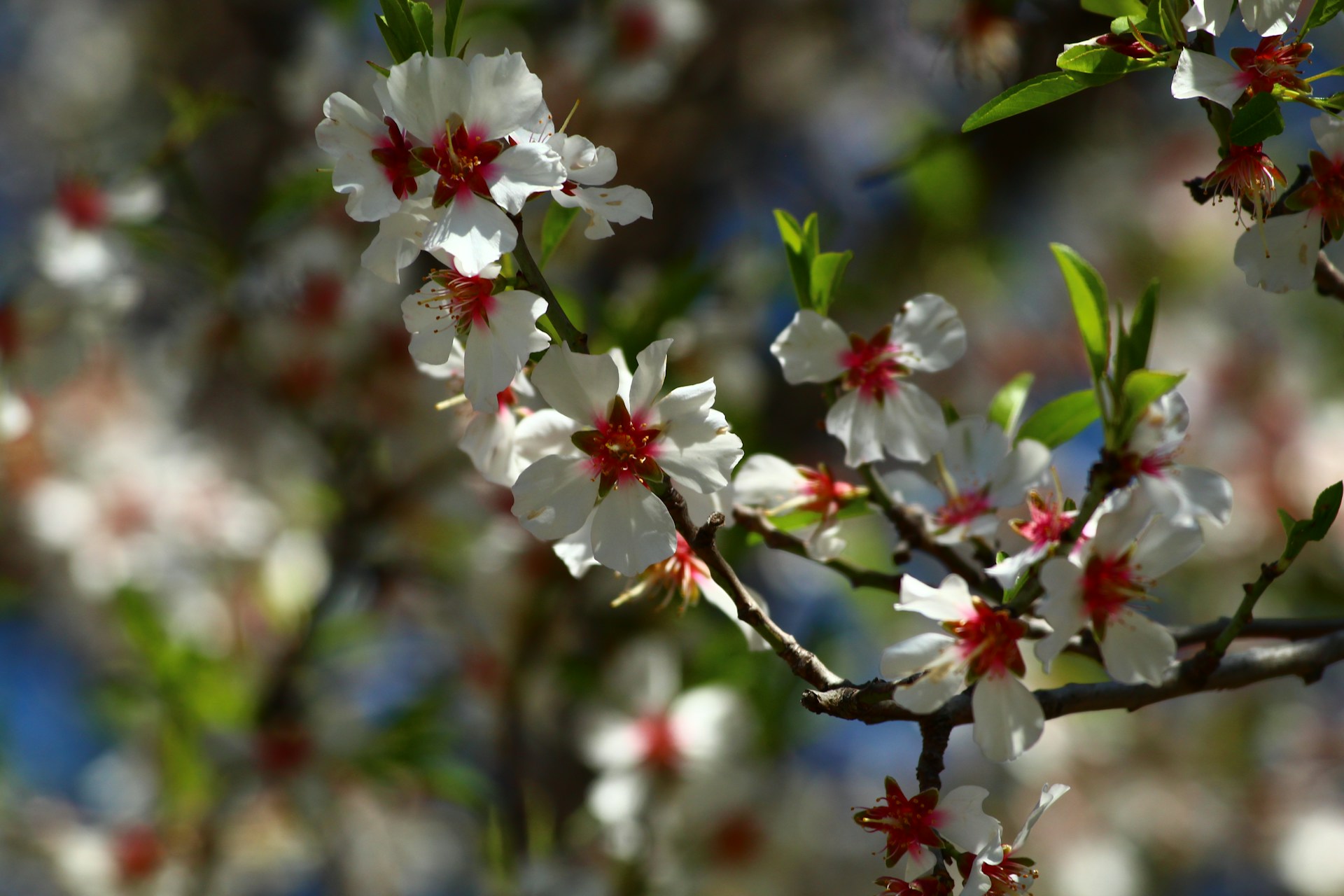 a close up of a tree with white and red flowers
