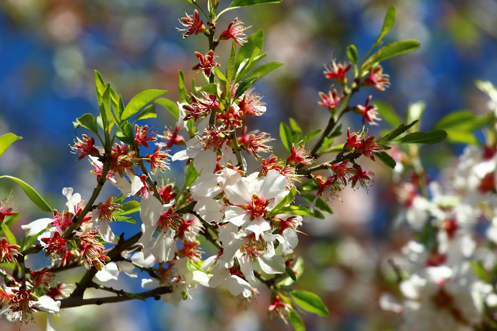 a close up of a tree with white and red flowers