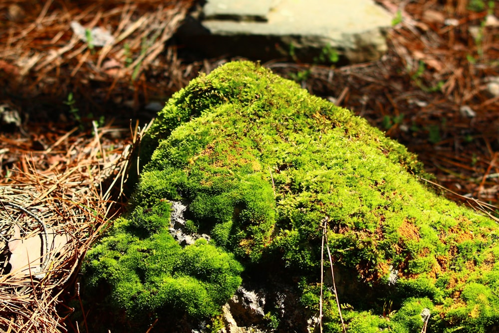 a moss covered rock in the middle of a forest