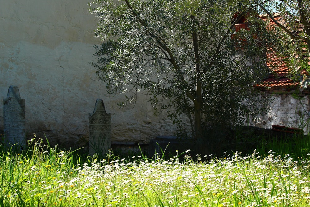 a white building with a tree in front of it