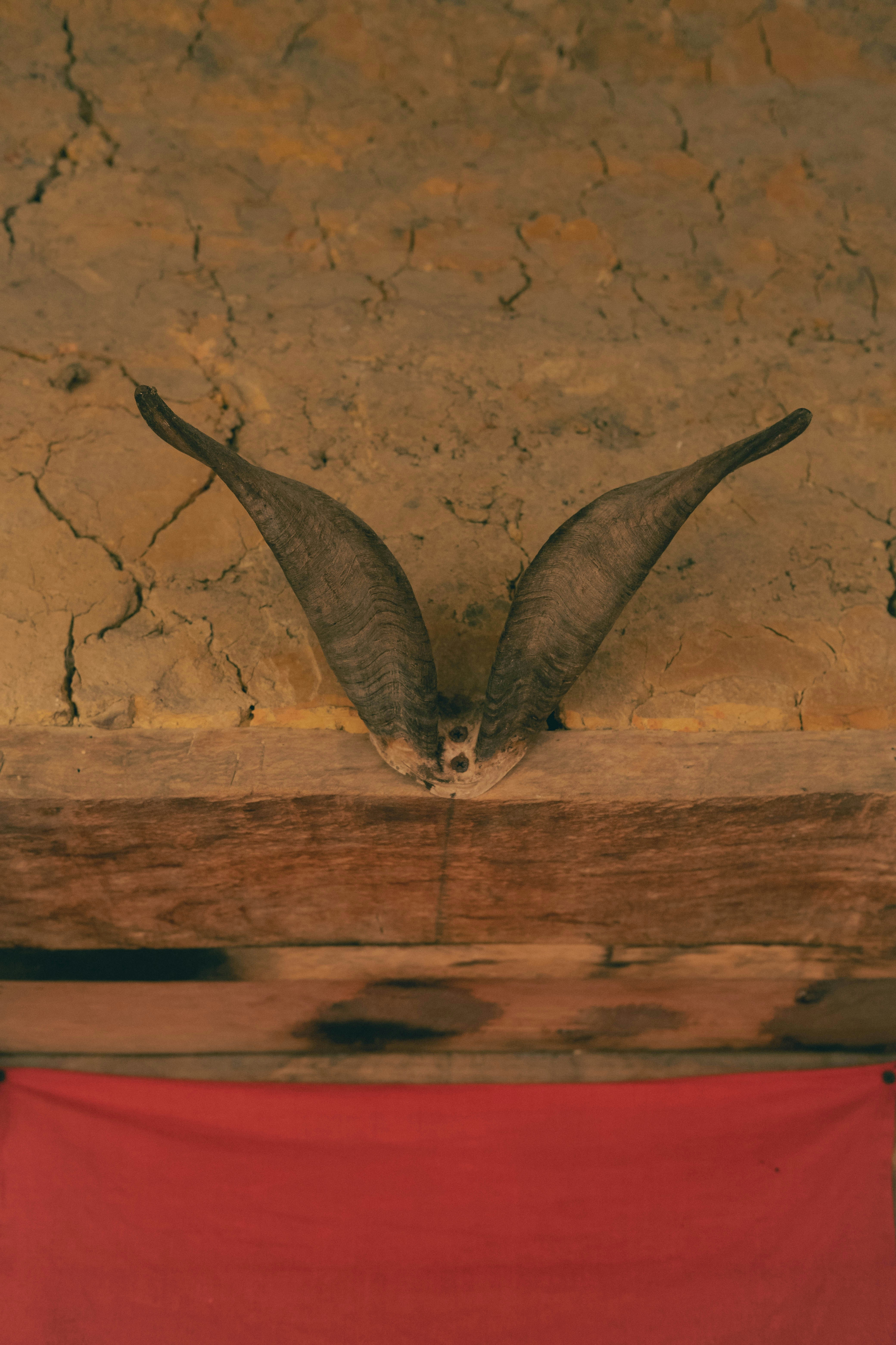 a bird with it's wings spread out on a bed