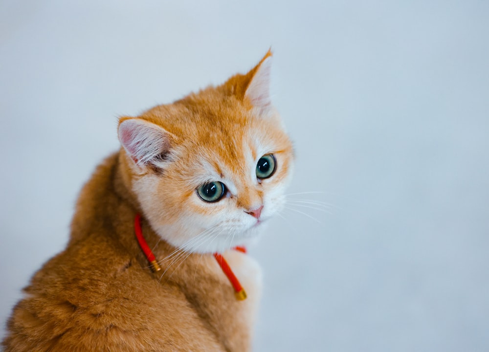 an orange cat with a red collar looking at the camera