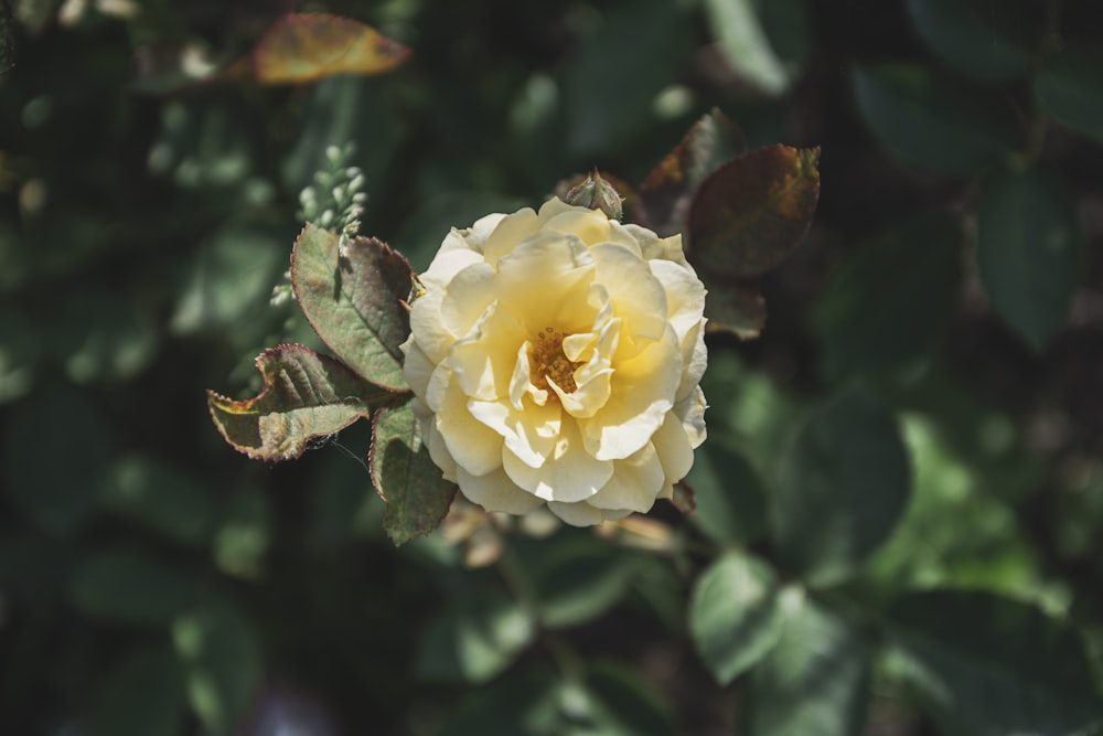 a yellow flower with green leaves in the background