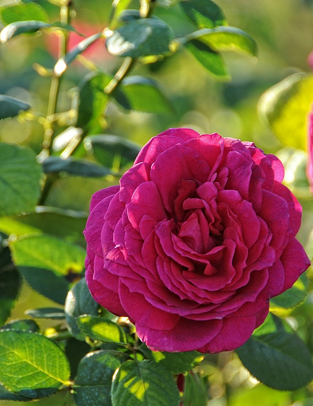 a pink rose is blooming in a garden