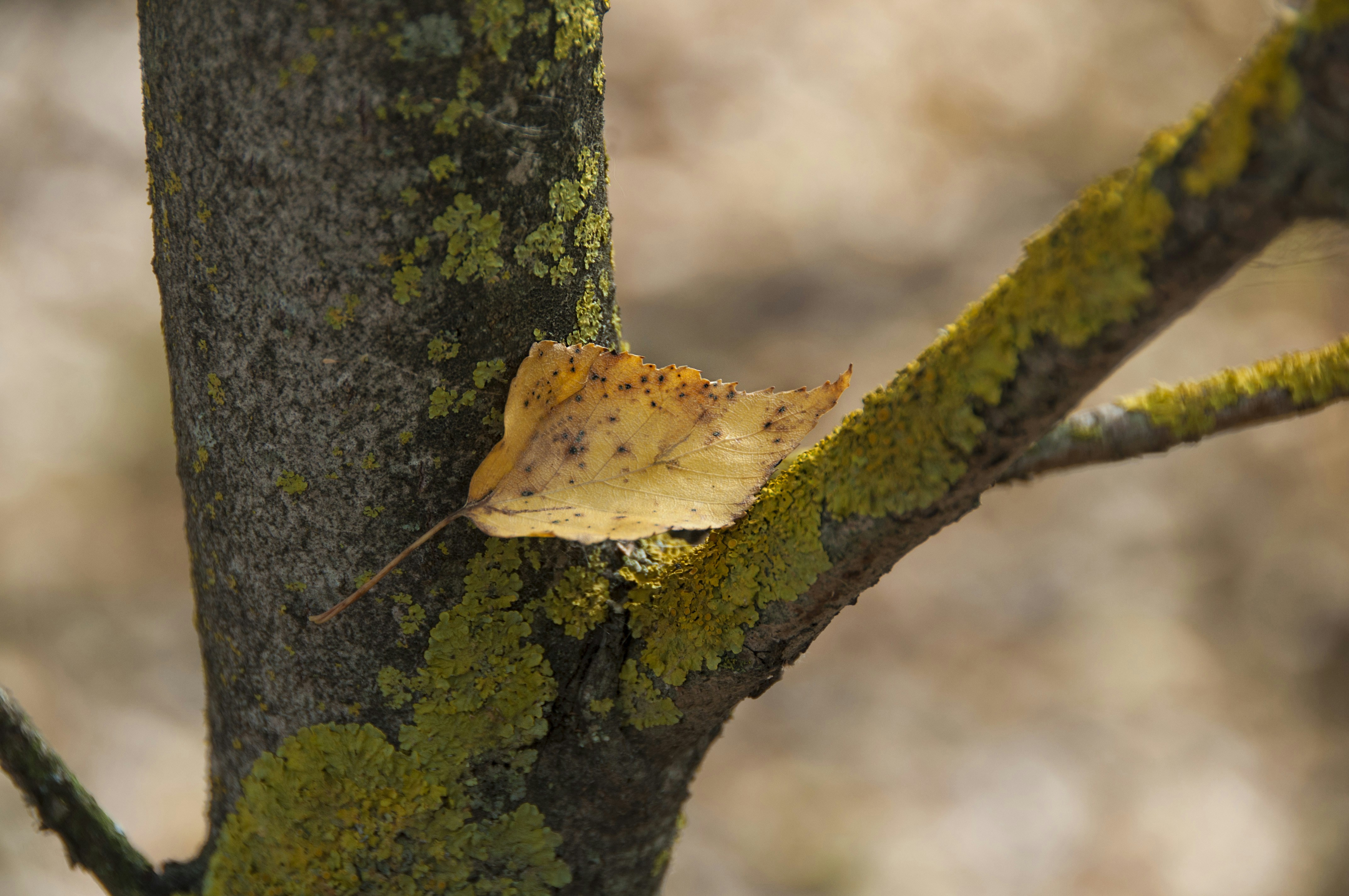 a leaf that is sitting on a tree