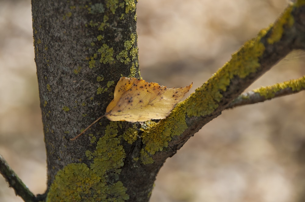 a leaf that is sitting on a tree