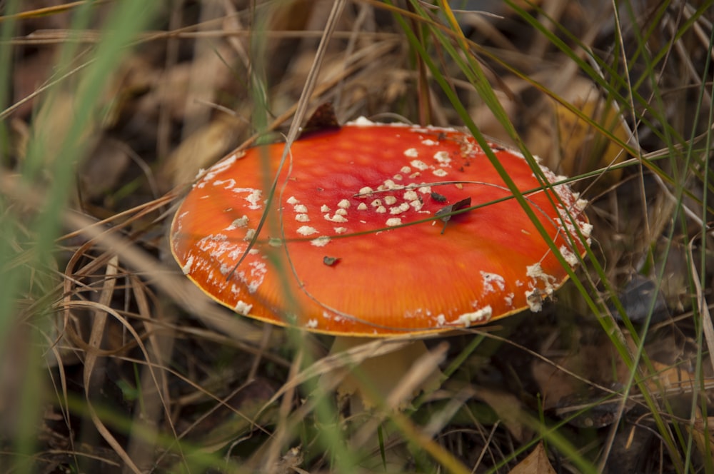 a close up of a mushroom in the grass