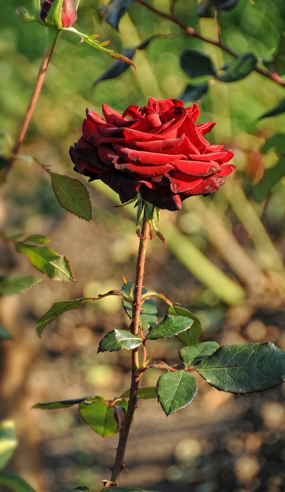 a single red rose is blooming in a garden