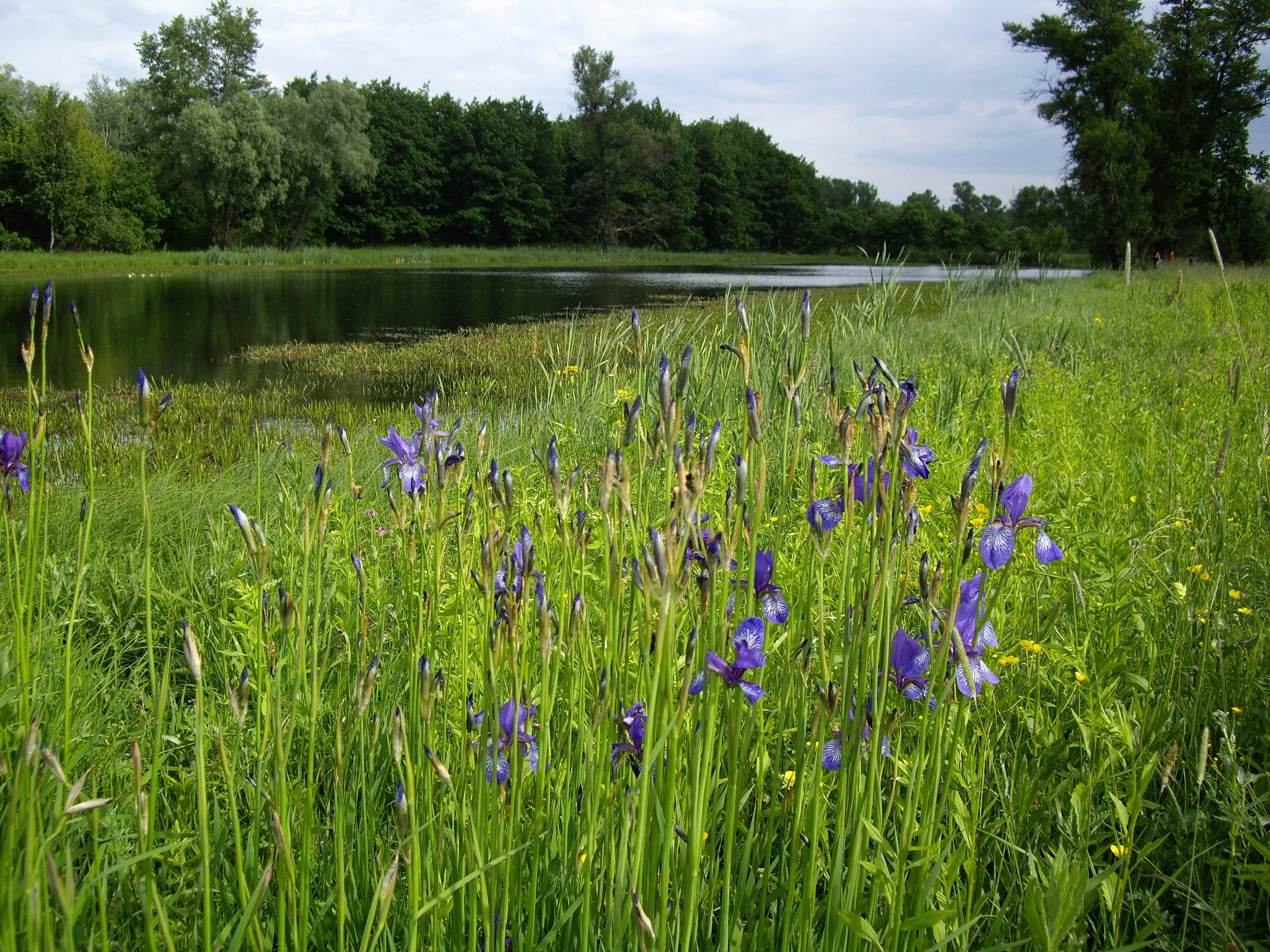 Great Lakes Region: Wetland Wonders (image credits: unsplash)