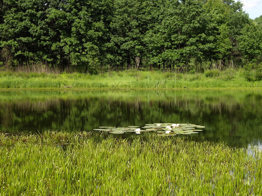 a body of water surrounded by lush green grass