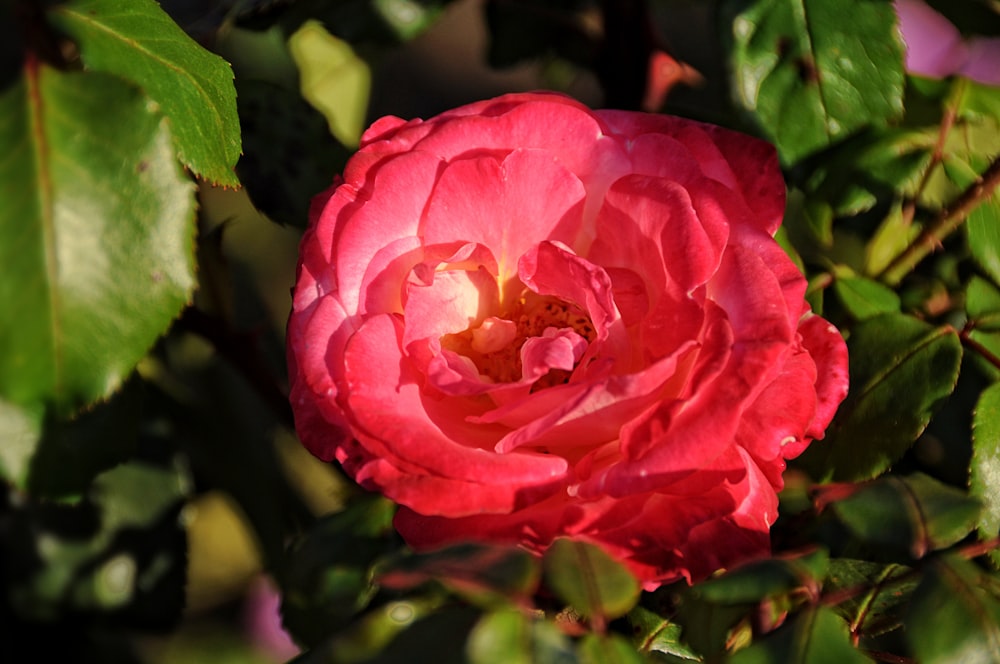 a pink flower with green leaves in the background