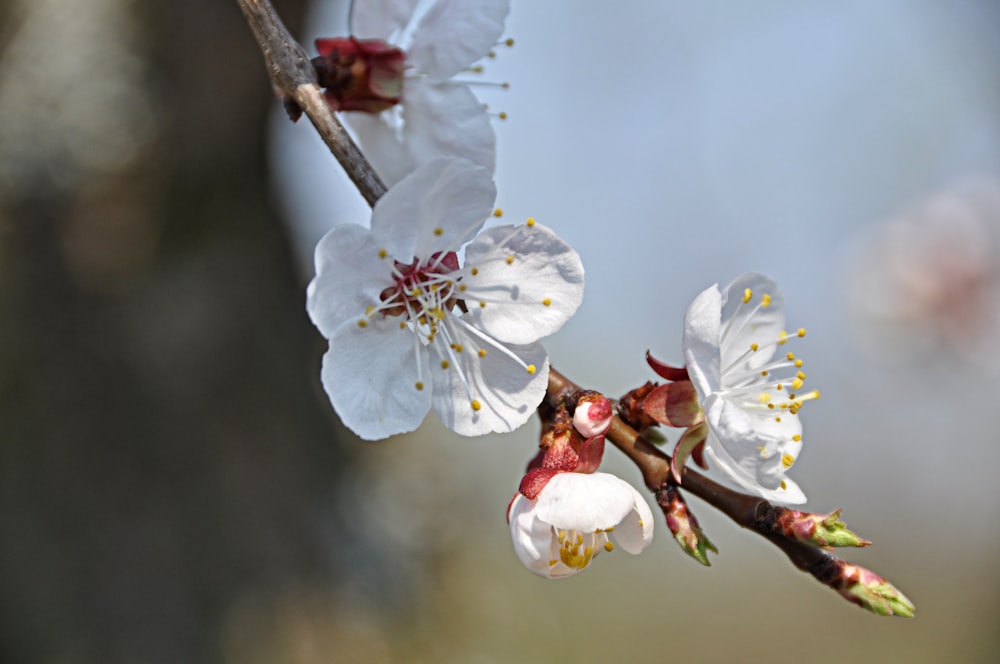 a close up of a flower on a tree branch