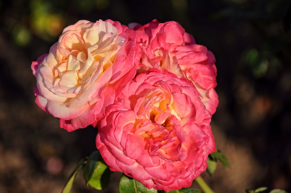 a couple of pink flowers sitting next to each other