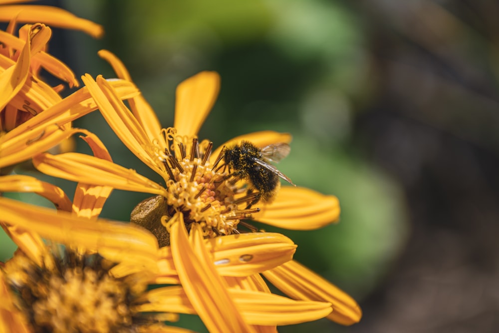a close up of a yellow flower with a bee on it