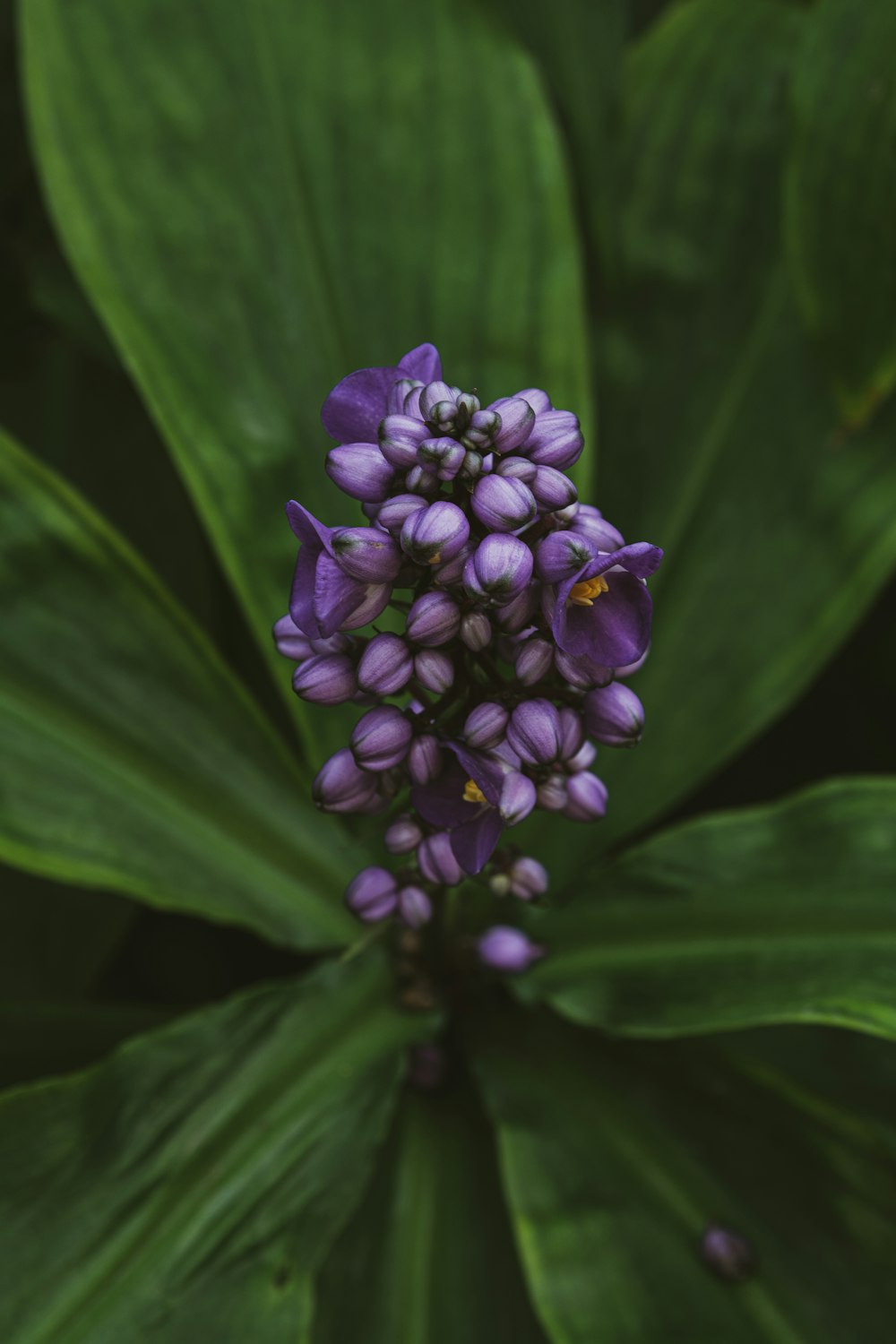 a close up of a purple flower on a green plant