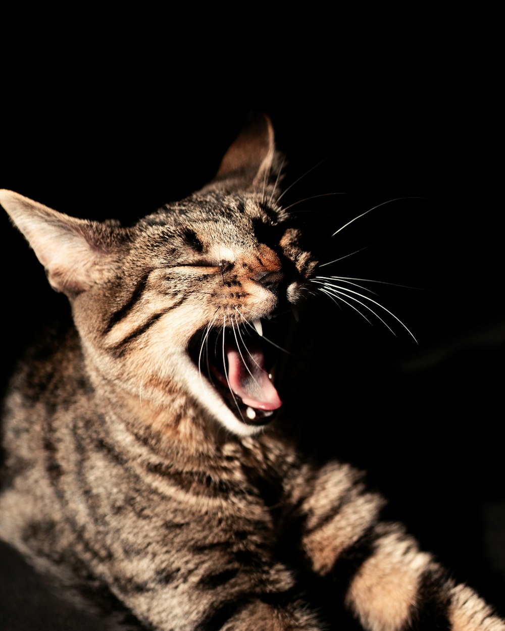 a cat yawning with its mouth wide open