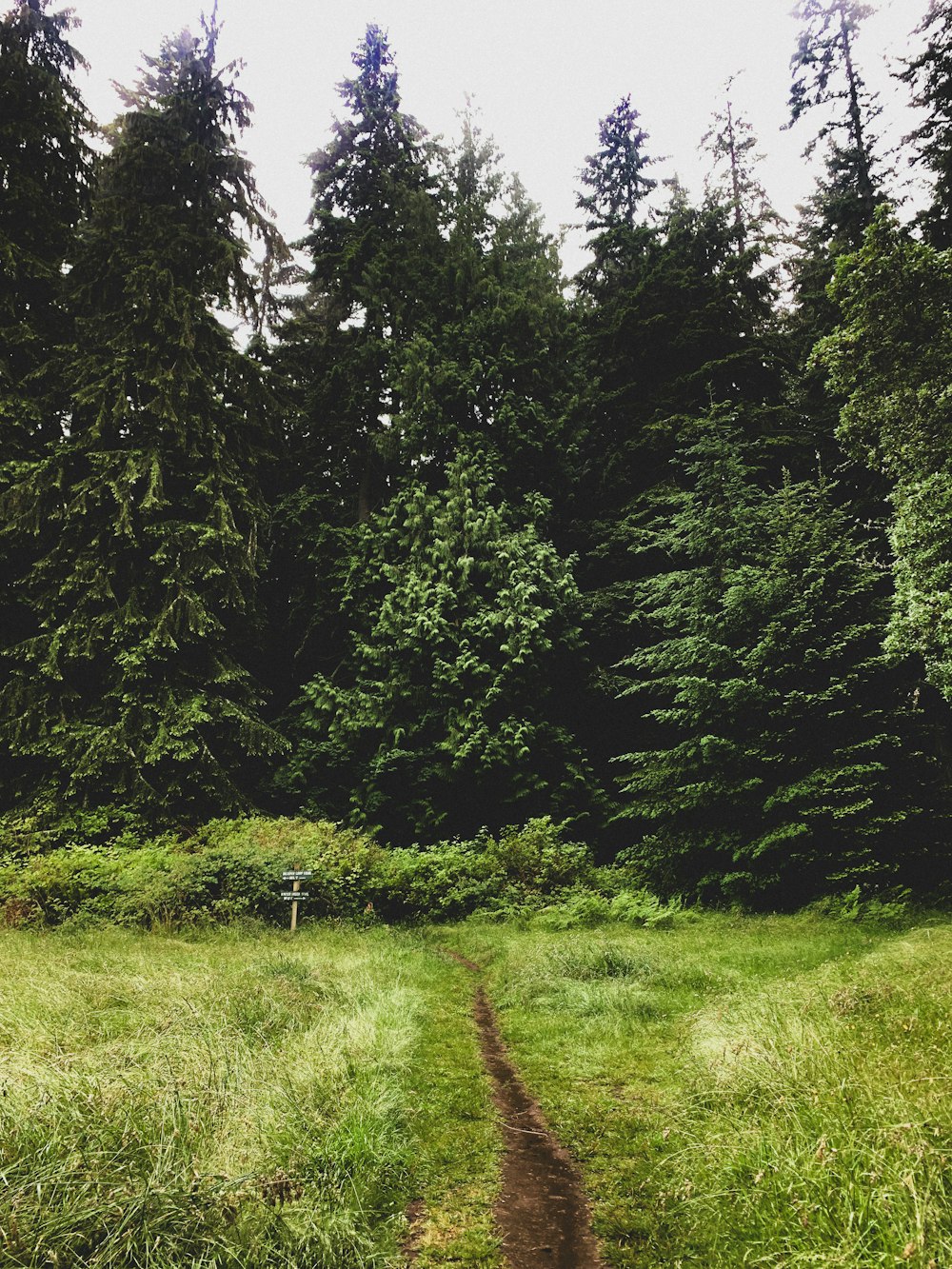 a dirt path in the middle of a forest