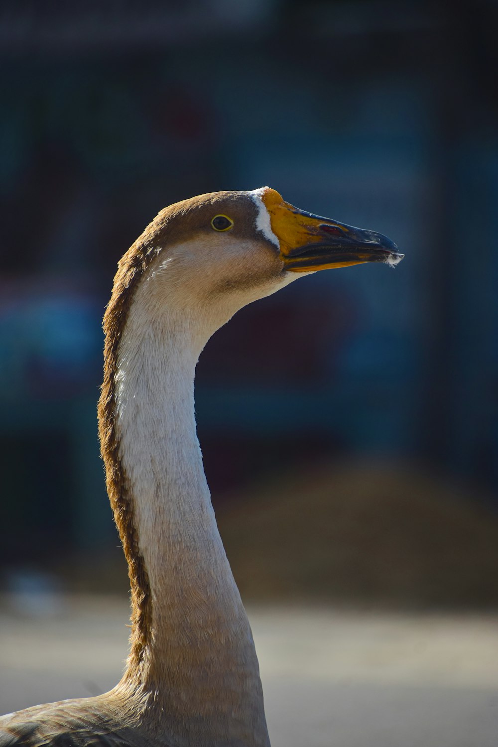 a close up of a duck with a blurry background