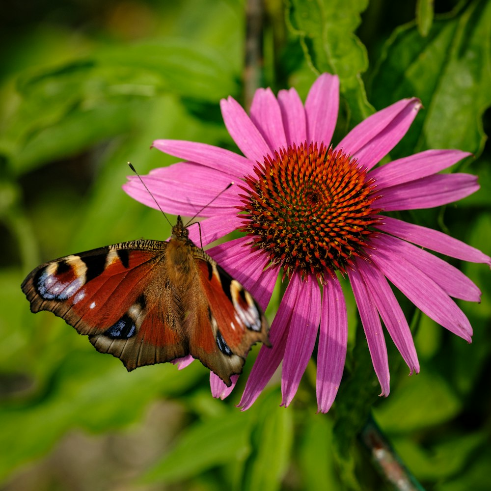 a pink flower with a butterfly on it