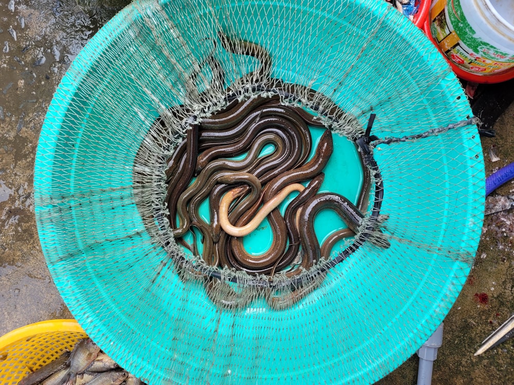 uma tigela azul com uma cobra dentro dela