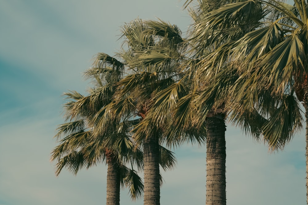 uma fileira de palmeiras contra um céu azul