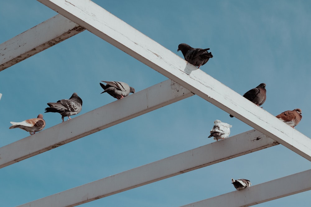a flock of birds sitting on top of a metal structure