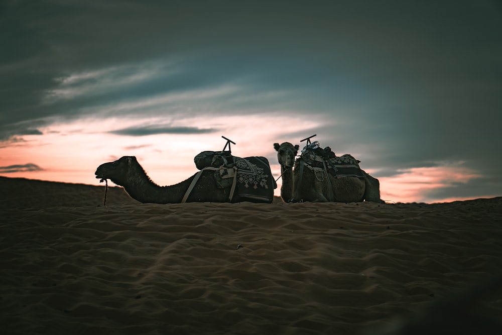 a couple of camels that are sitting in the sand