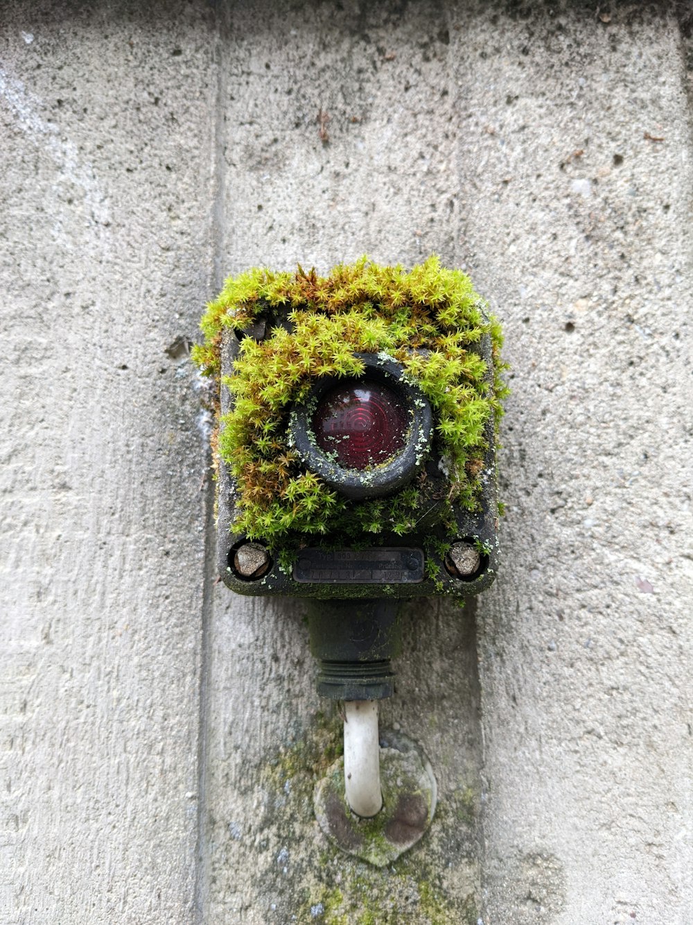 a light switch with moss growing on it