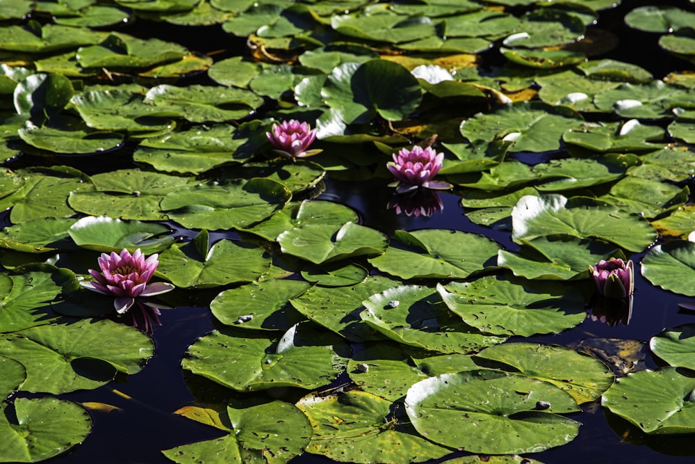 a group of water lilies floating on top of a lake