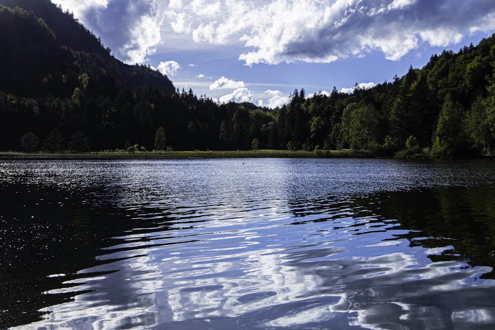 a body of water surrounded by a forest