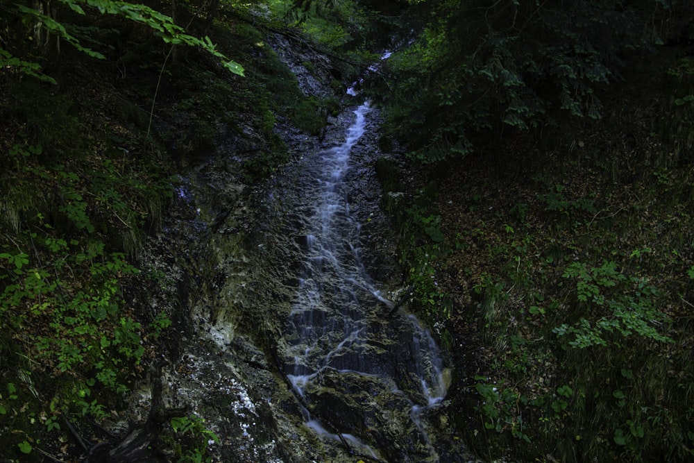 a stream running through a lush green forest