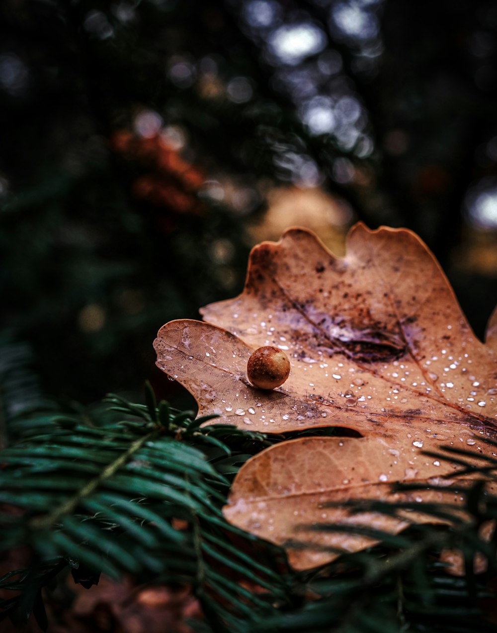 a leaf that is sitting on top of a tree