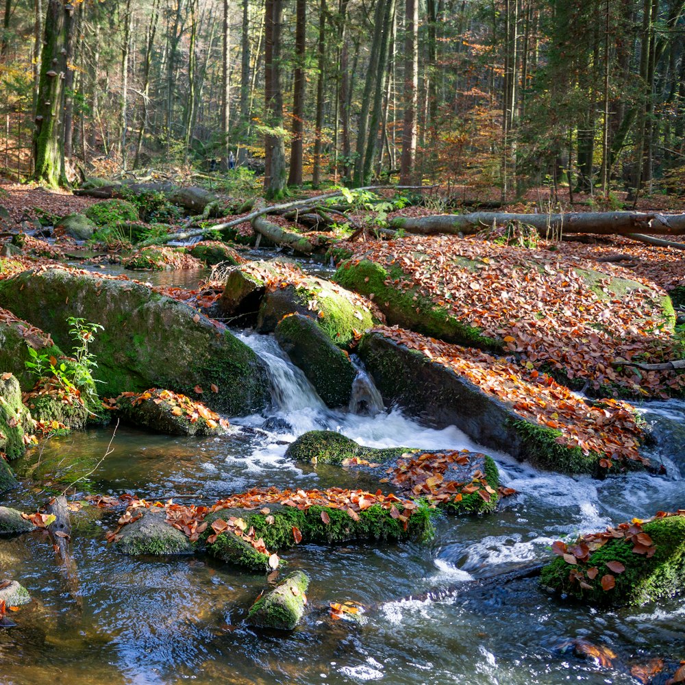 a stream running through a lush green forest