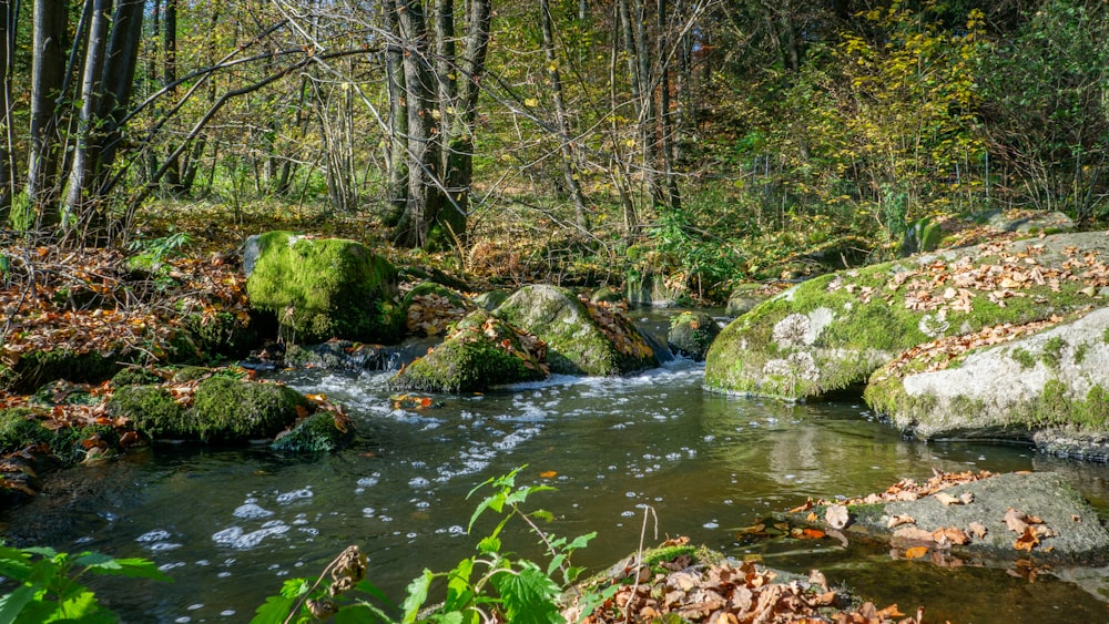 a stream running through a lush green forest