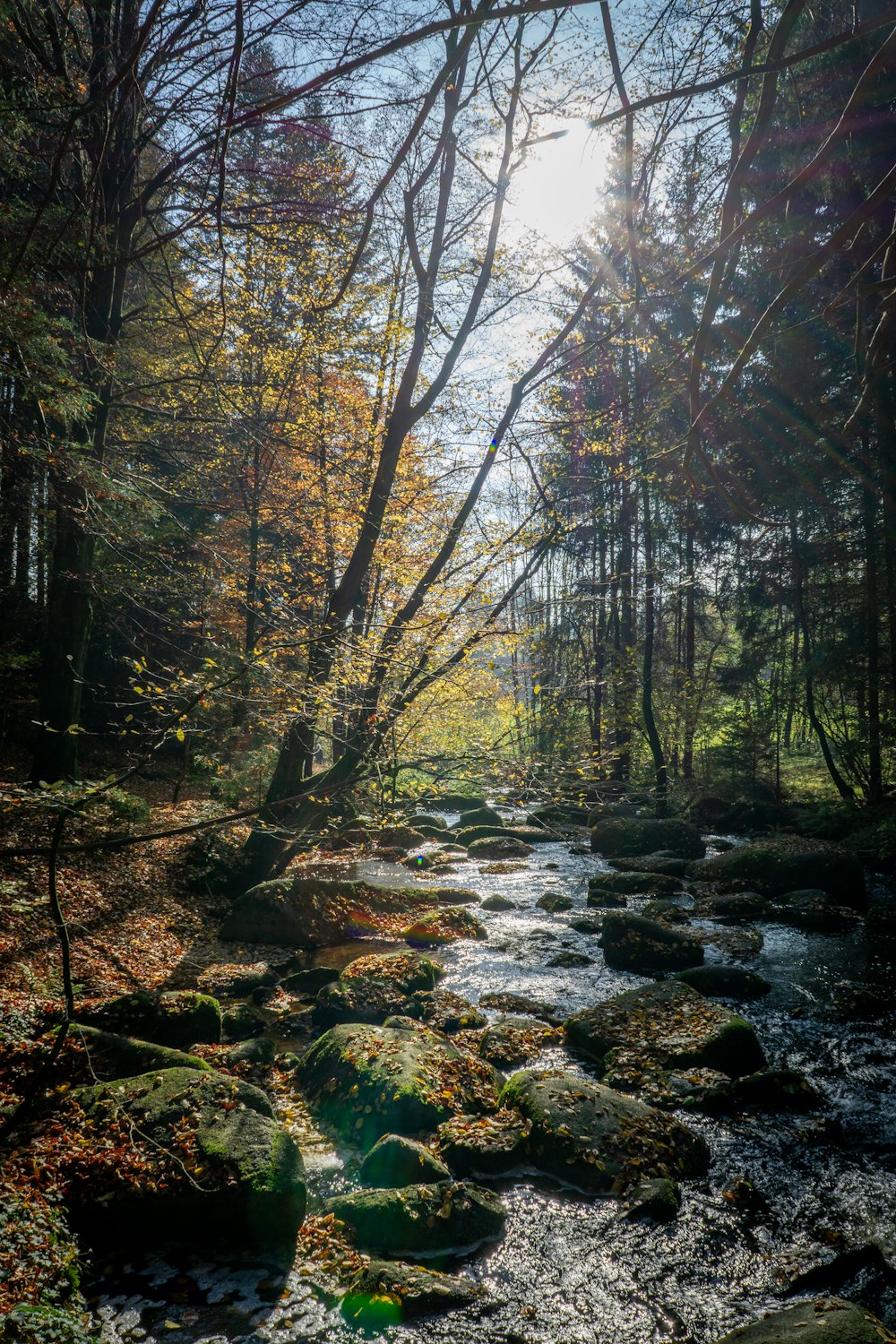 um riacho que atravessa uma floresta cheia de árvores