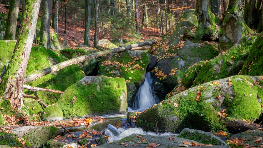 a stream running through a lush green forest