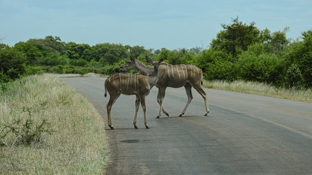 a couple of animals that are standing in the street