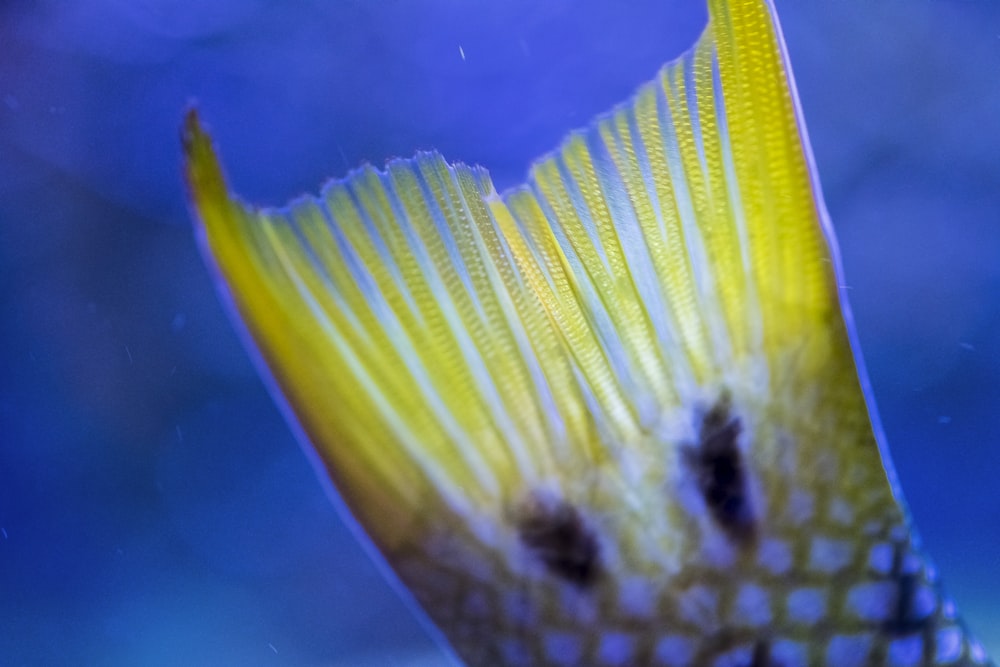 a close up of a yellow and black fish