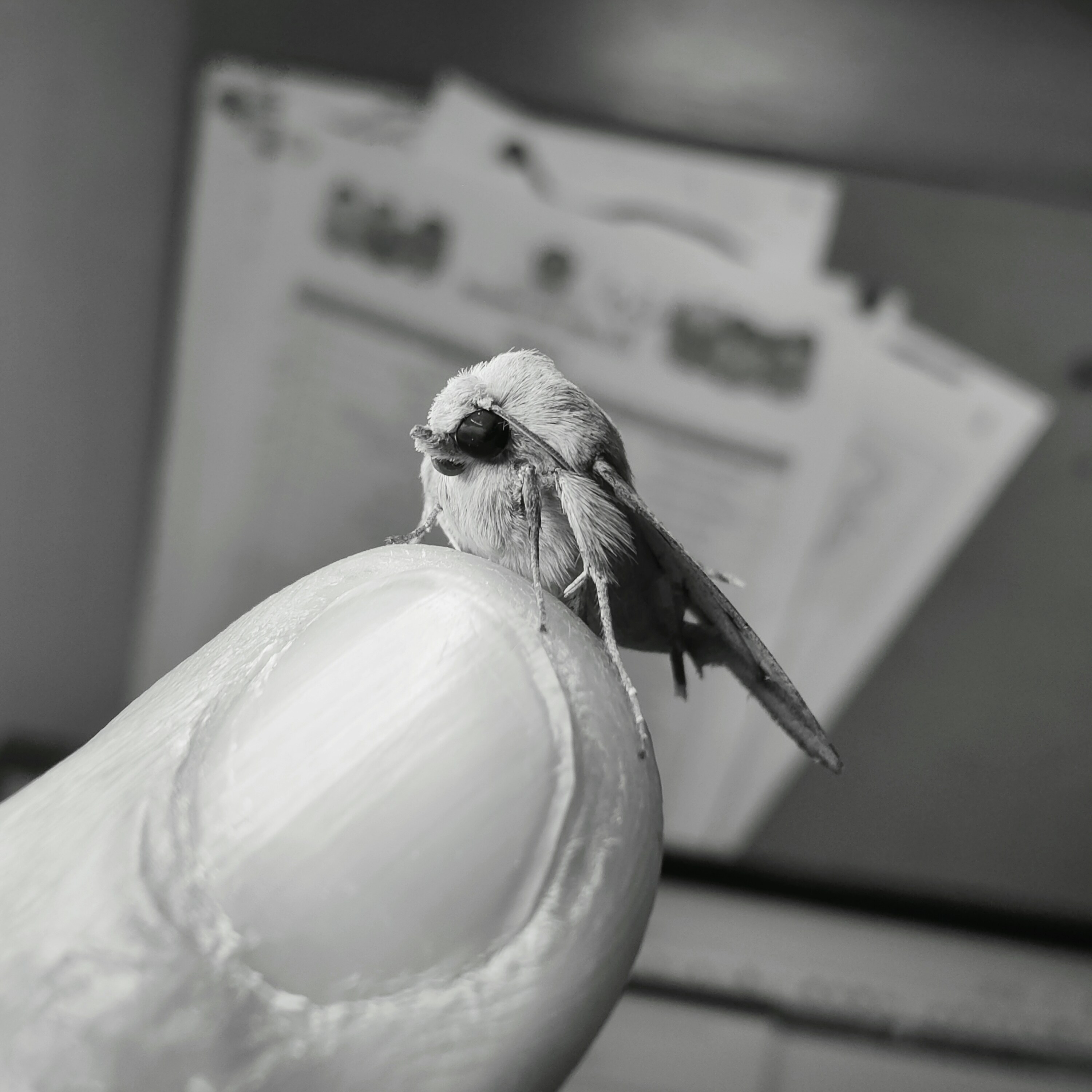 a small bird sitting on top of a persons hand