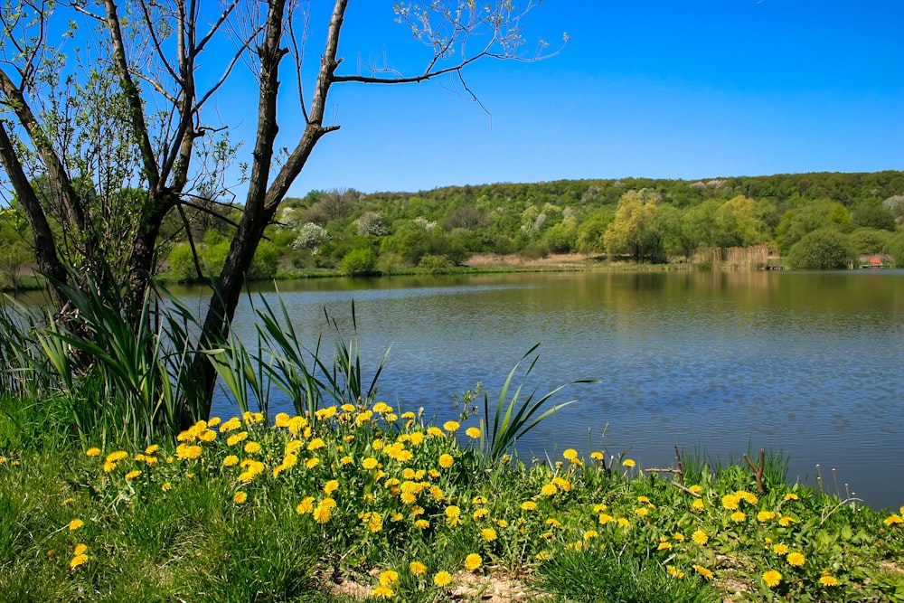 a lake surrounded by trees and yellow flowers