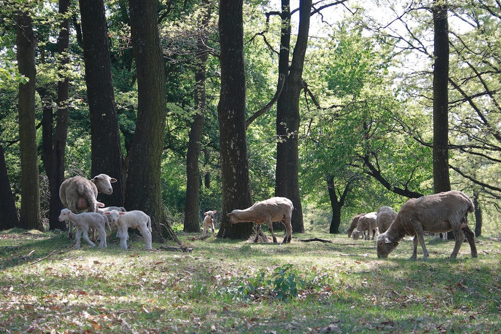 a herd of sheep grazing in a wooded area