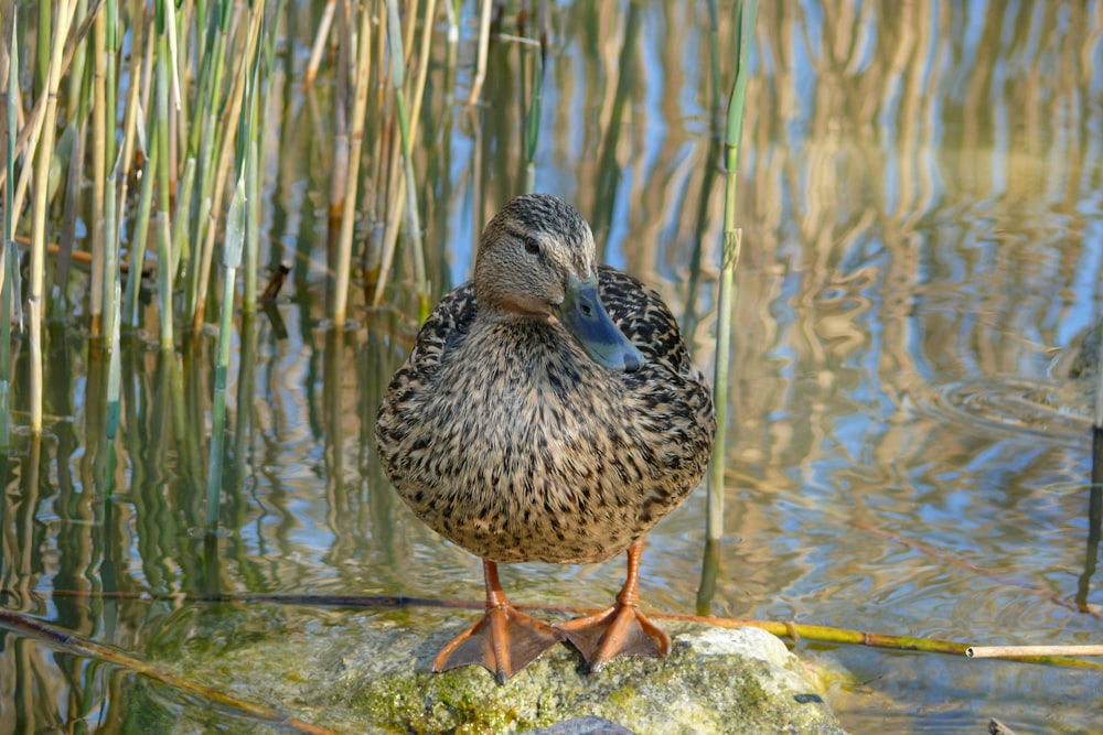 a duck standing on a rock in the water