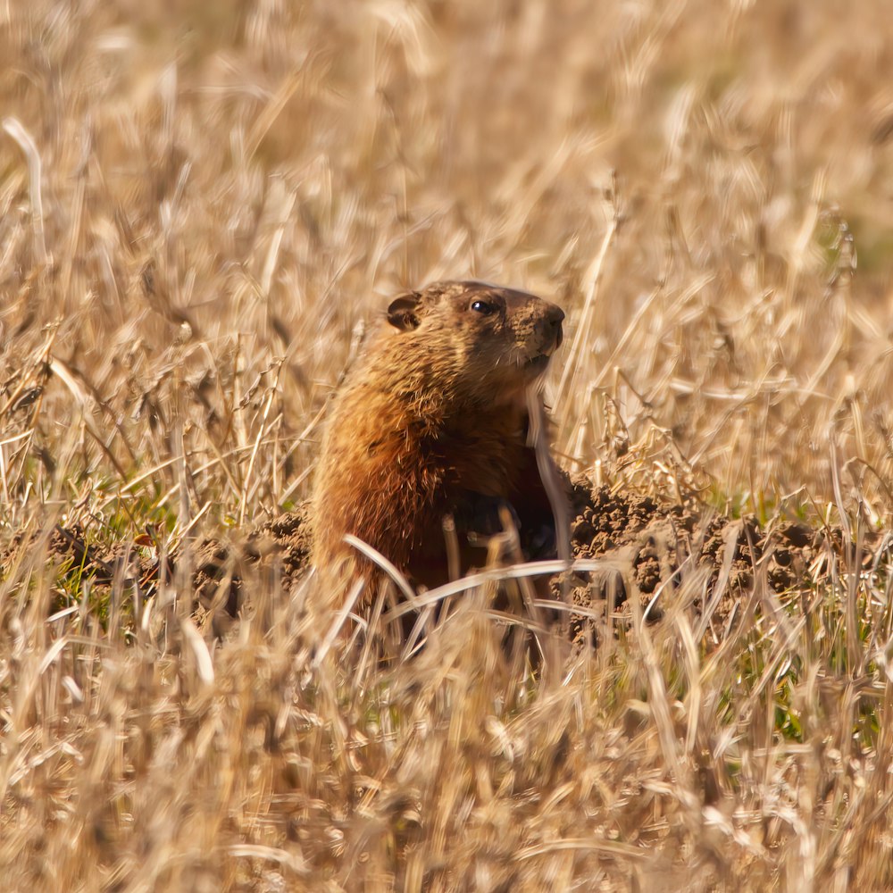 a groundhog standing in a field of tall grass