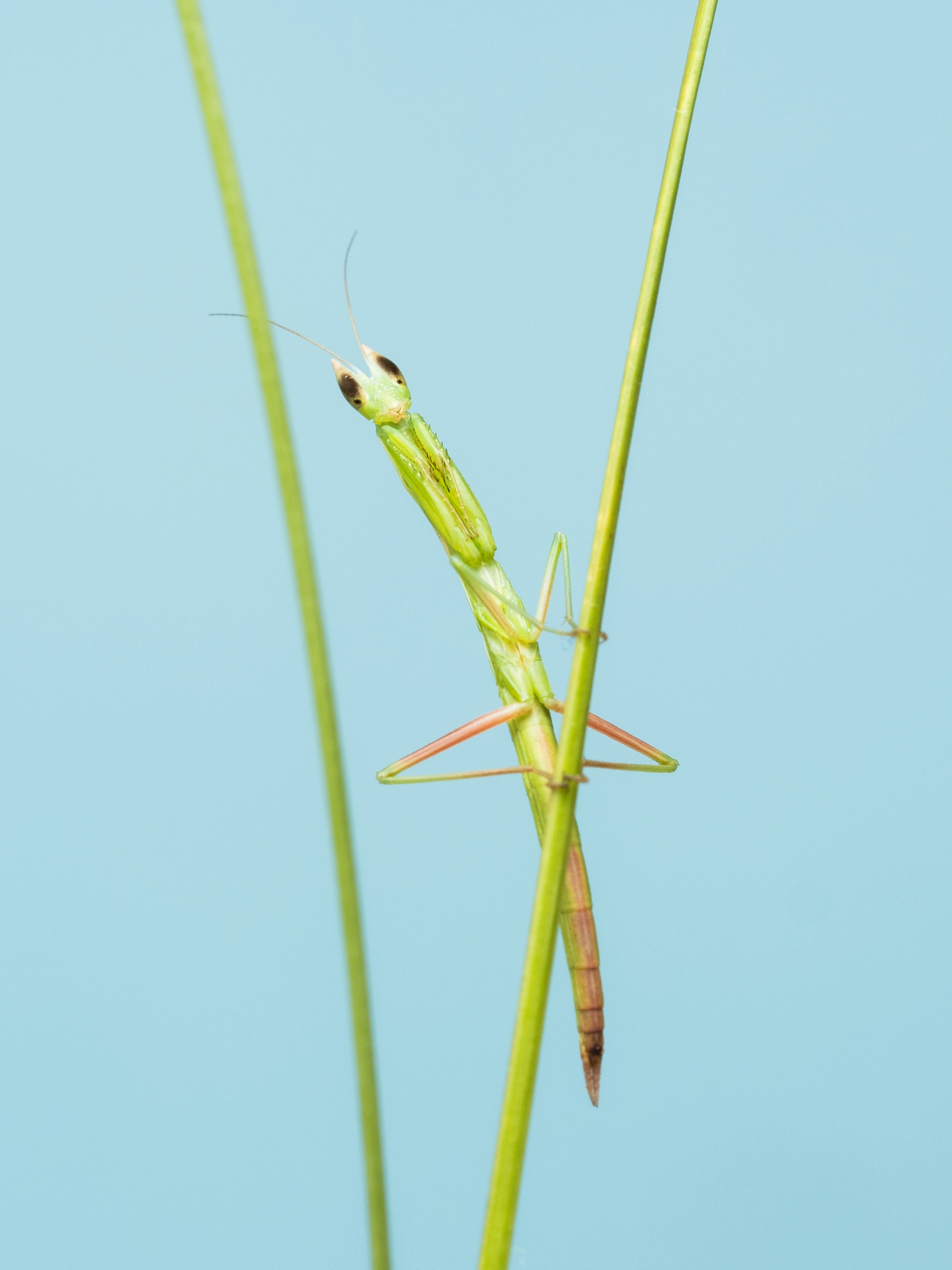 a close up of a grasshopper on a plant