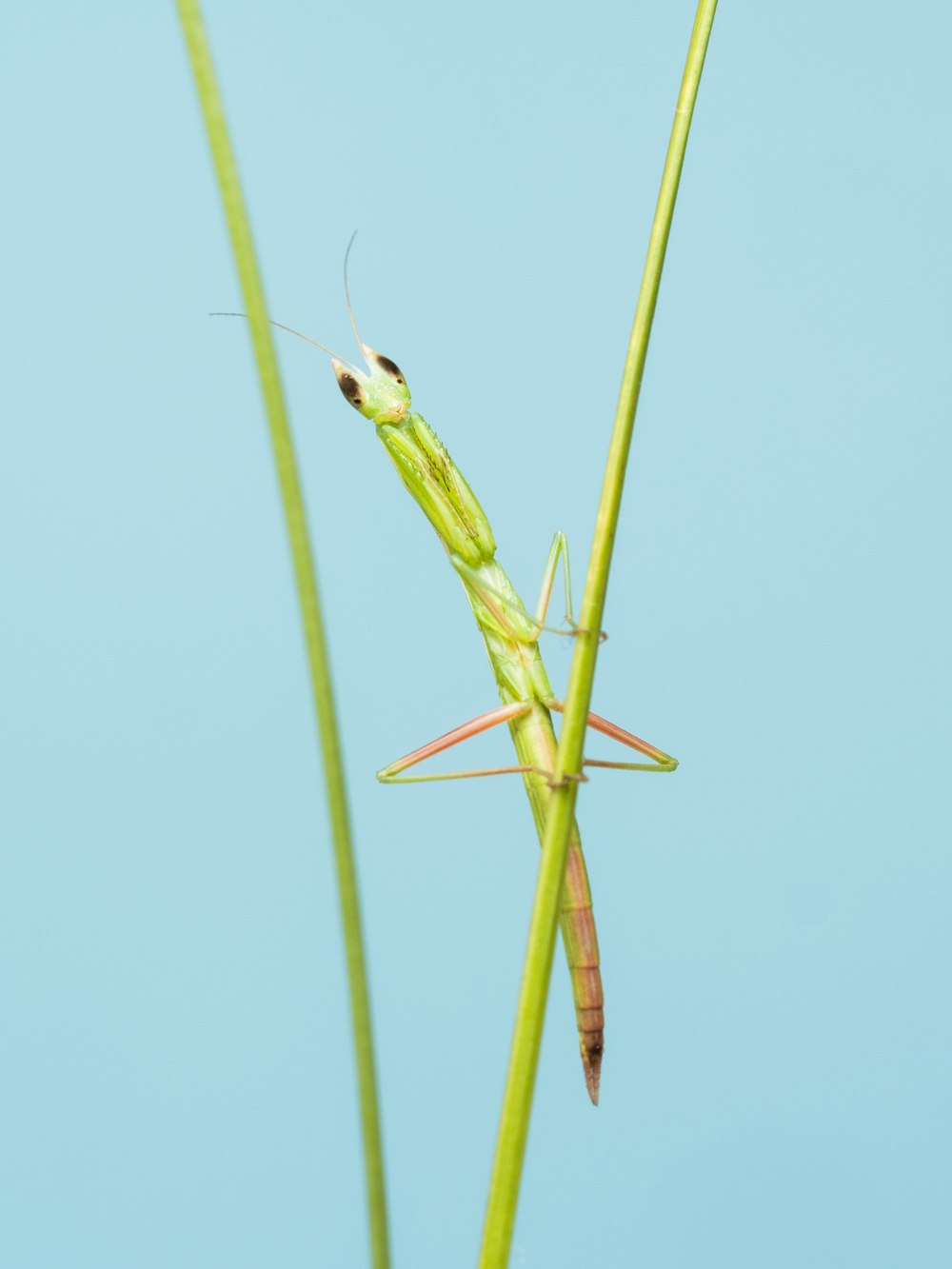 a close up of a grasshopper on a plant