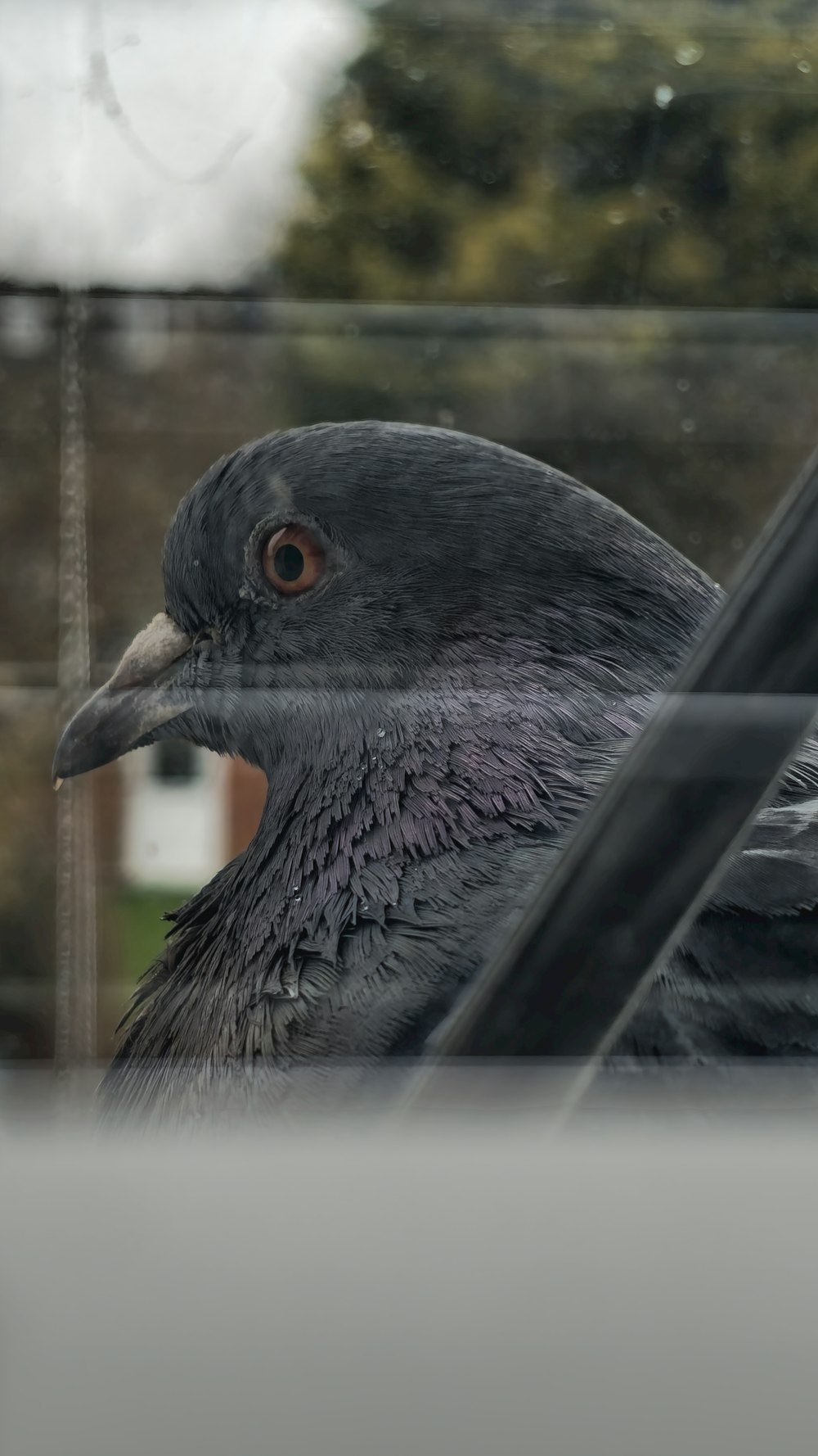 a close up of a bird looking out a window
