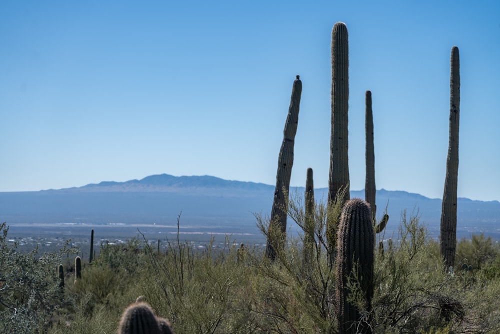 a group of tall cactus trees in the desert