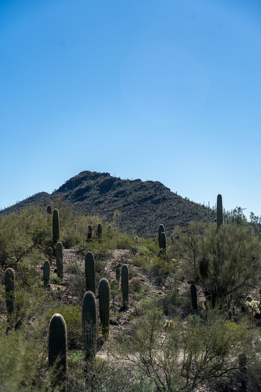 a large hill with a bunch of cactus in the foreground