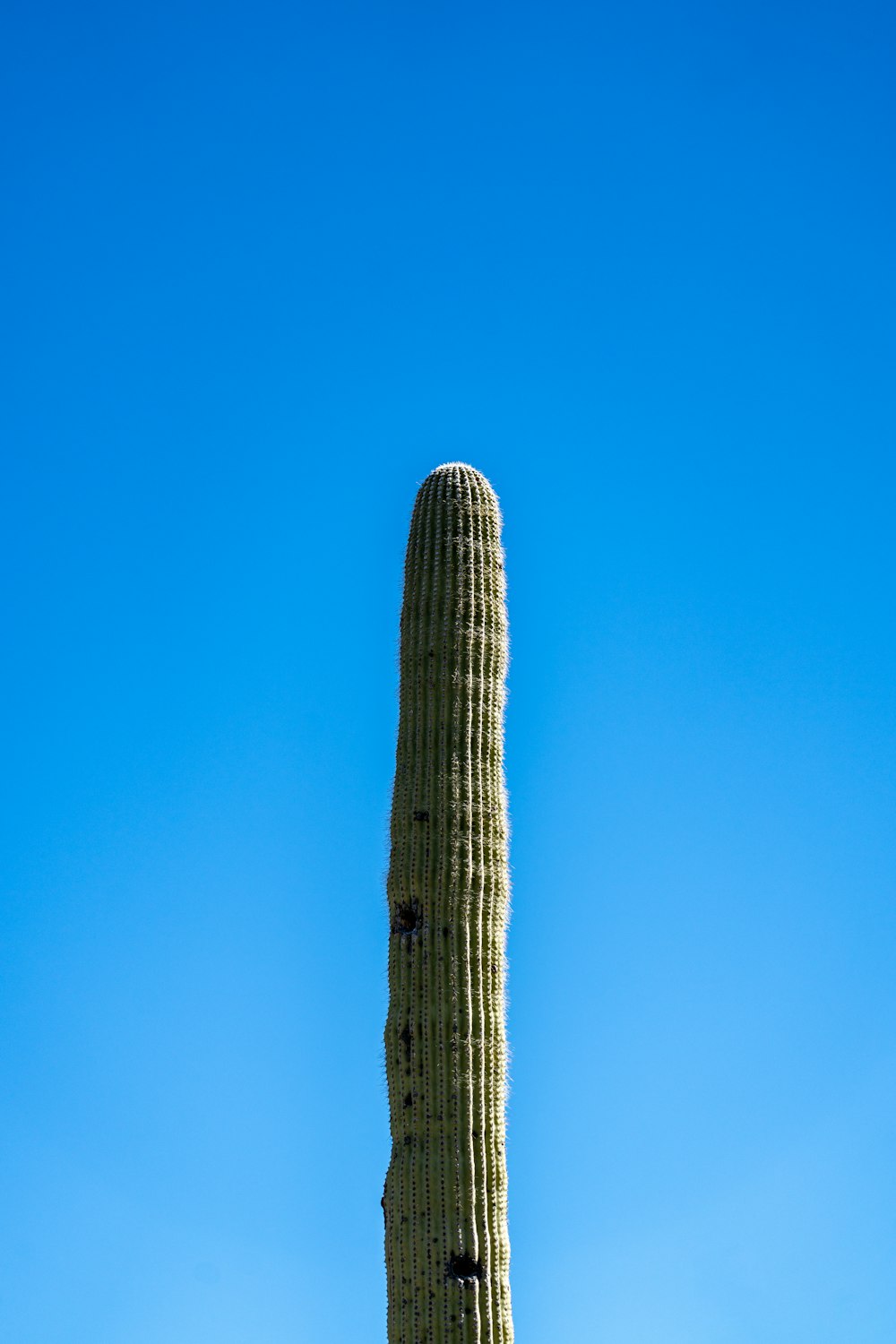 a tall cactus with a blue sky in the background